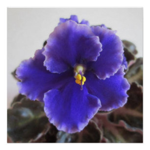 Póster Florescência da violeta africana
