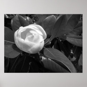 Poster Florescimento de Magnólia em Preto e Branco