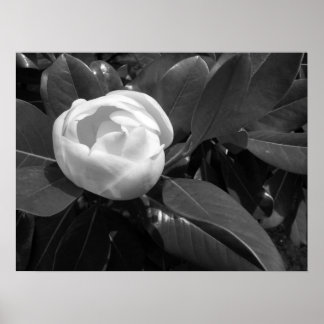 Poster Florescimento de Magnólia em Preto e Branco