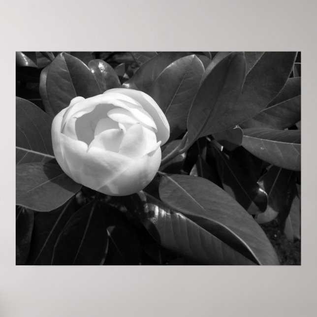 Poster Florescimento de Magnólia em Preto e Branco (Frente)