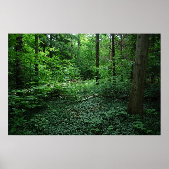 Póster Floresta3 (Frente)