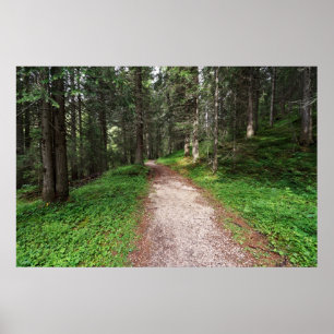 Póster floresta alpina