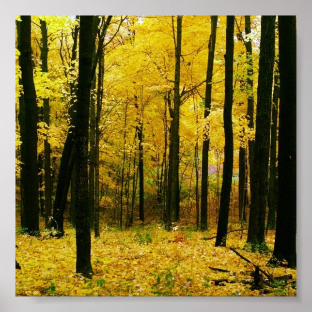Póster Floresta Amarela de outono (Frente)