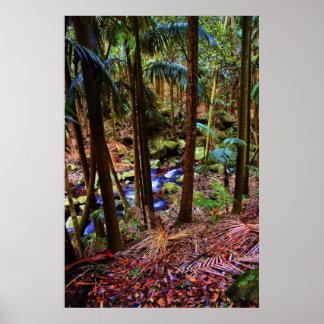 Póster Floresta Australiana
