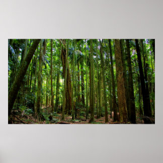 Poster Floresta Australiana