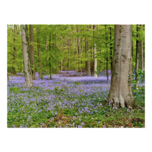 Póster Floresta azul com flores de campainhas