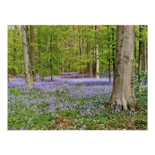 Póster Floresta azul com flores de campainhas (Frente)