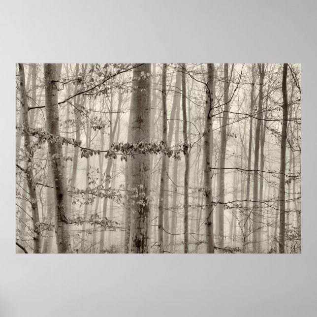 Póster Floresta B&W com nevoeiro matinal atrás das árvore (Frente)