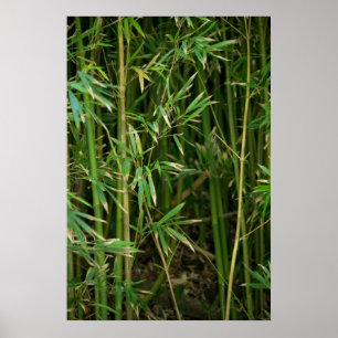 Poster Floresta Bamboo