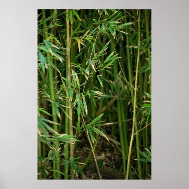 Poster Floresta Bamboo (Frente)