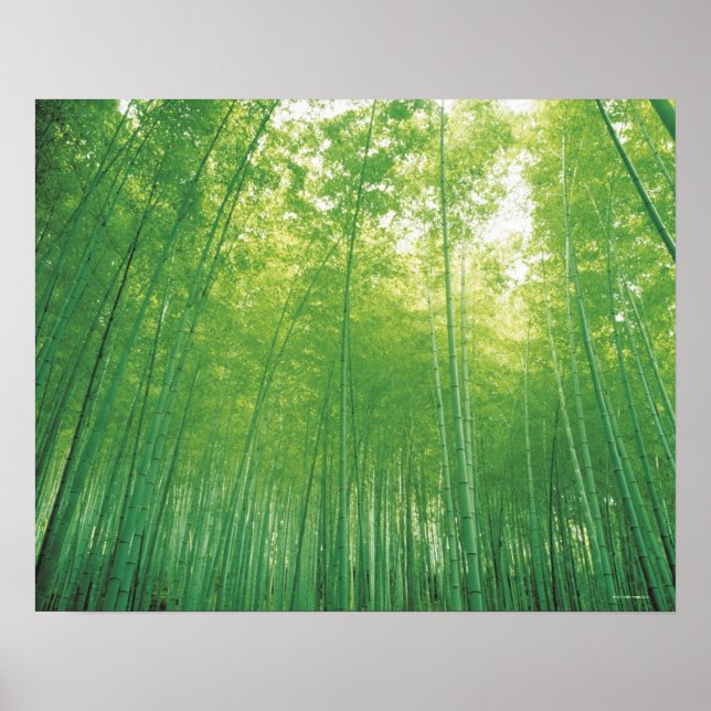 Póster Floresta Bamboo (Frente)