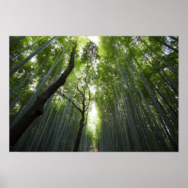 Poster Floresta Bamboo (Frente)