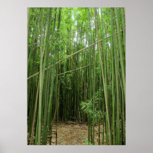 Poster Floresta Bamboo Havaiana