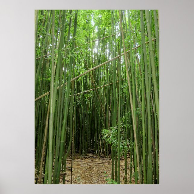 Poster Floresta Bamboo Havaiana (Frente)