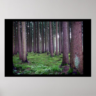 Póster Floresta bávara