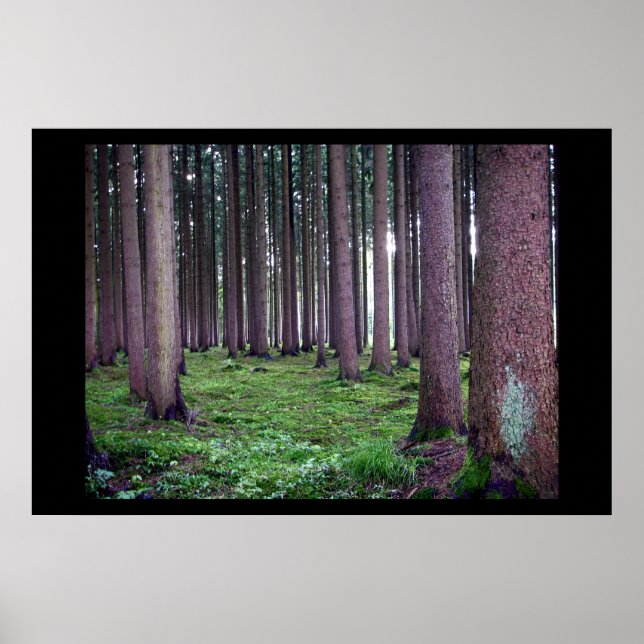 Póster Floresta Bavária (Frente)