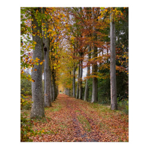 Póster floresta belga na temporada de outono viagem