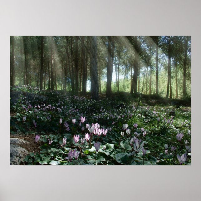 Póster Floresta Ben Shemen em Israel, Terra Santa (Frente)