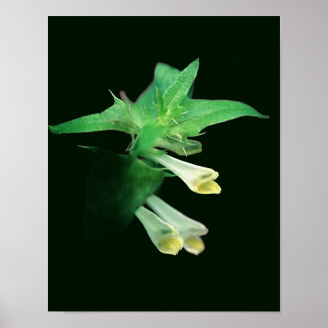 Poster Floresta Branca Selvagem, Fecho de Floresta (Frente)