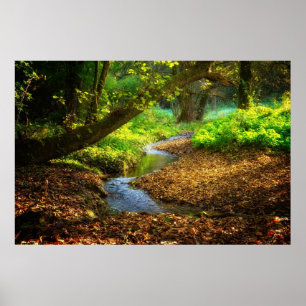 Poster Floresta Creek Belo Paisagem Natural Foto