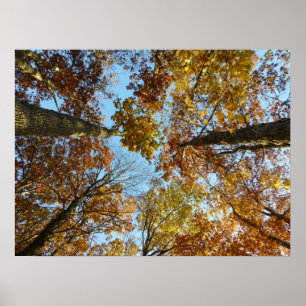 Poster Floresta da cor da queda