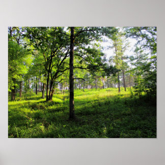 Poster Floresta da Manhã