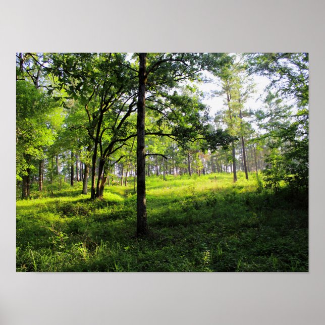 Poster Floresta da Manhã (Frente)