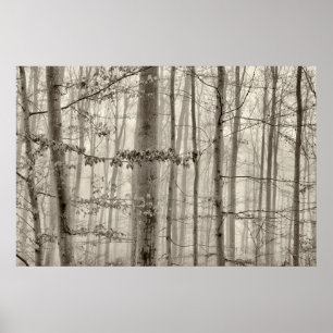 Póster Floresta de B&W com névoa da manhã atrás das
