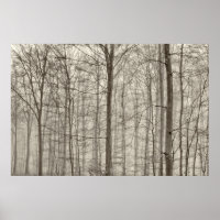 Floresta de B&W com névoa da manhã atrás das