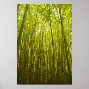 Poster Floresta de Bamboo perto de Waikamoi Ridge Trail, 