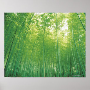 Poster Floresta de bambu 2