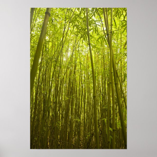 Poster Floresta de bambu perto da trilha Waikamoi Ridge,  (Frente)