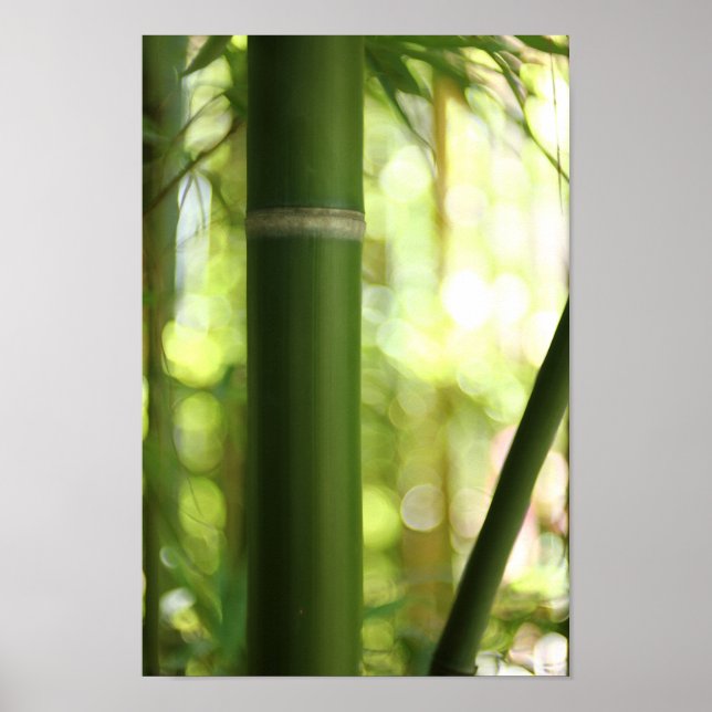 Poster Floresta de Bambu (Poster) (Frente)