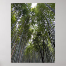 Floresta de Bambu - Quioto
