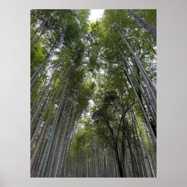 Poster Floresta de Bambu - Quioto (Frente)