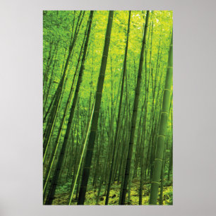 Poster Floresta de Bambu - Zen Art (peça 1 de 3)
