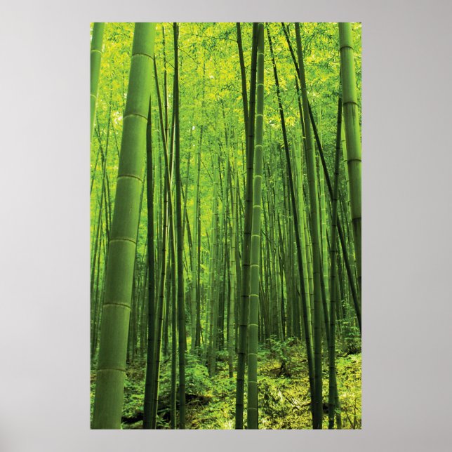 Poster Floresta de Bambu - Zen Art (peça 2 de 3) (Frente)