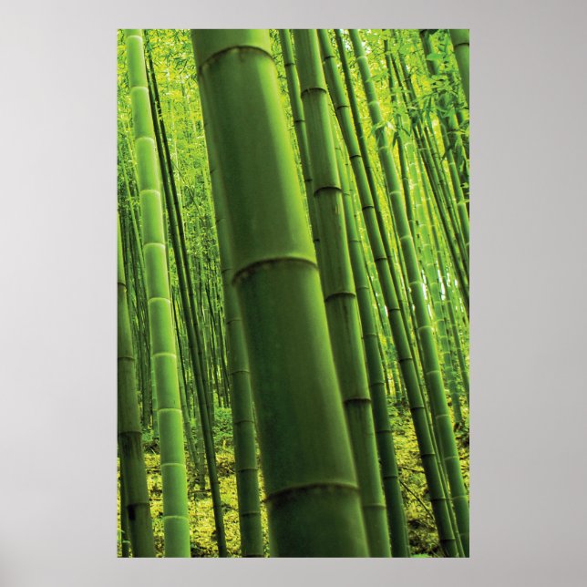 Póster Floresta de Bambu - Zen Art (peça 3 de 3) (Frente)