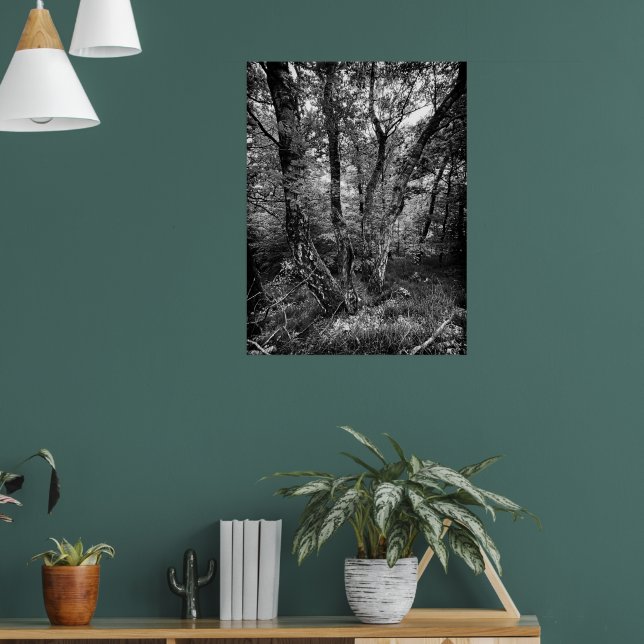 Poster floresta de bétulas preta e branca (Sala de Estar 1)