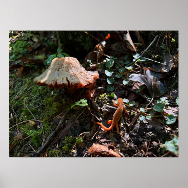 Poster Floresta de Cogumelos (Frente)