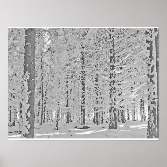 Poster floresta de inverno (Frente)