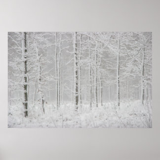 Poster Floresta de inverno com árvores de inverno de neve