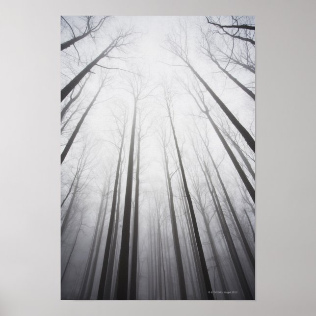 Póster Floresta de inverno em neblina, Nova Jersey (Frente)