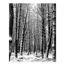 Floresta de neve invernal