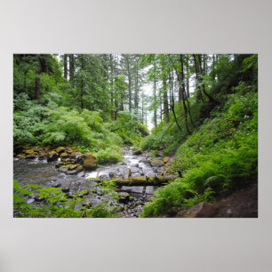 Póster Floresta de Oregon