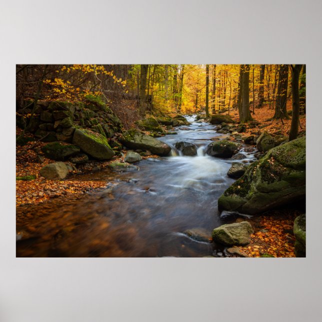 Poster Floresta de outono (Frente)