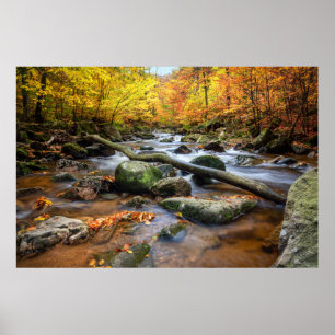 Poster Floresta de outono
