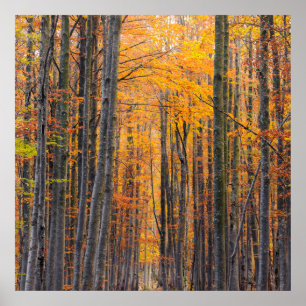 Poster Floresta de outono de ouro impressionante