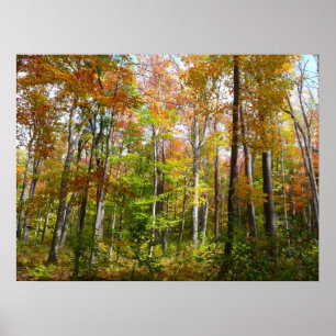 Poster Floresta de Outono I Fotografia de Paisagem de Out
