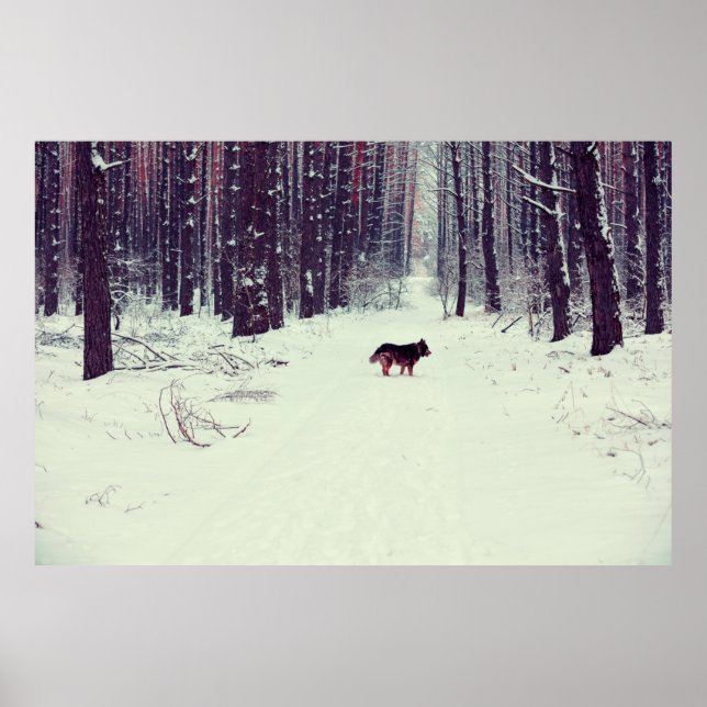 Poster Floresta de pinheiro de neve, cachorro caminhando  (Frente)